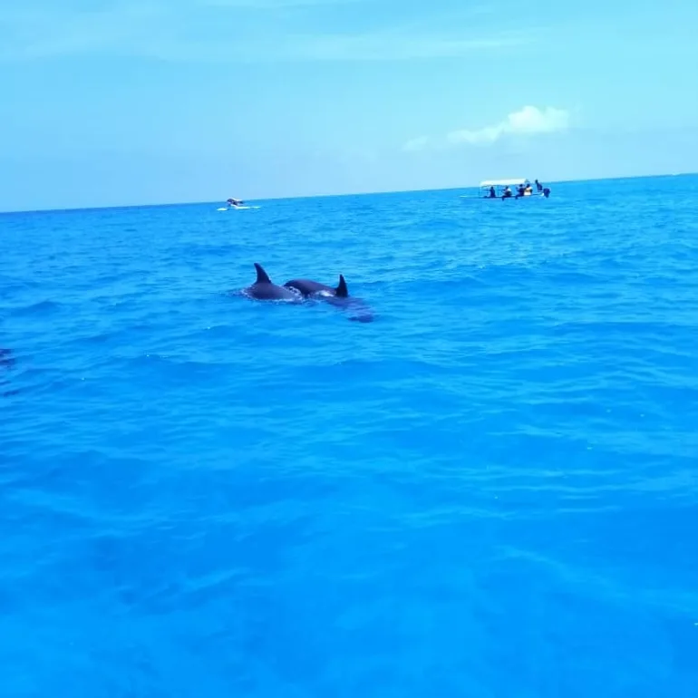Dauphins nageant en mer avec un bateau en arrière-plan