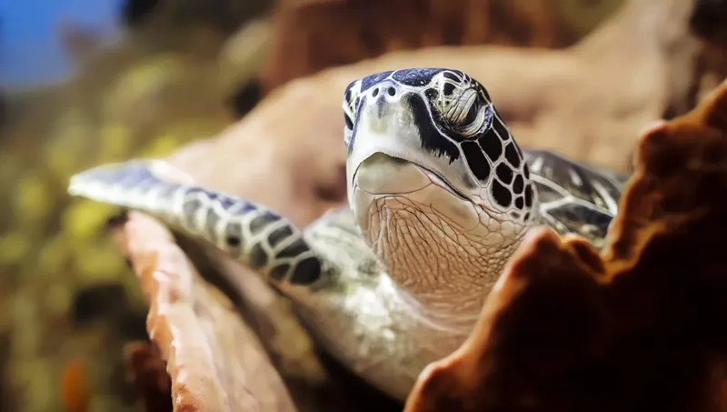 Tortue marine nageant paisiblement au milieu des coraux colorés