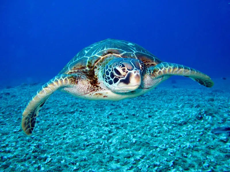 Tortue marine nageant paisiblement dans un environnement sous-marin bleu clair