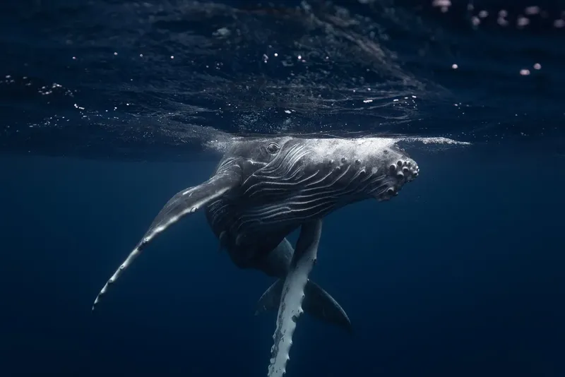 Baleine à bosse nageant dans l'océan, vue sous-marine, lumière bleutée