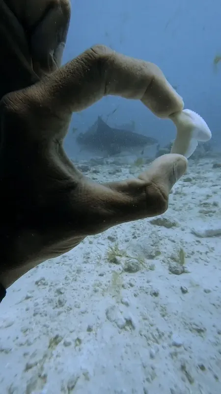 Main d'un plongeur formant un cercle autour d'une limace de mer