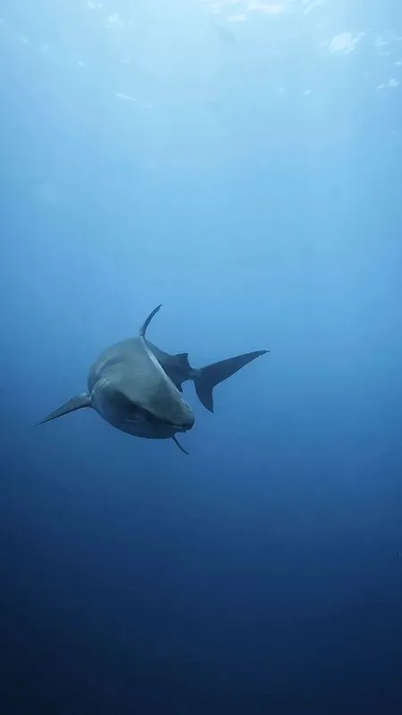 Requin nageant dans l'eau bleue, vue plongeante, lumière naturelle
