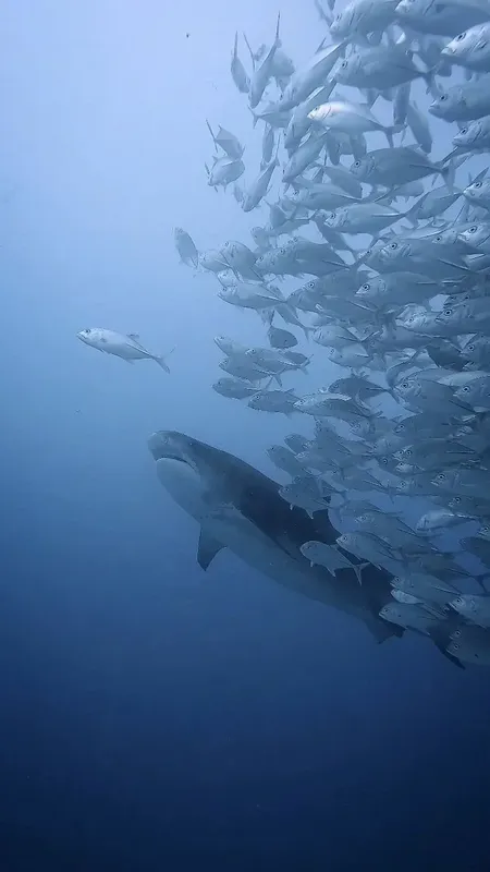 Un requin nage au milieu d'un banc de poissons argentés