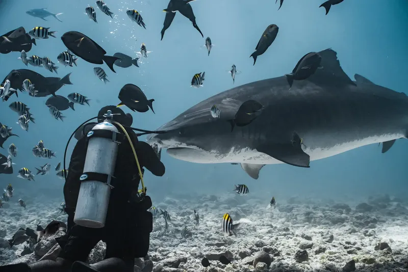 Plongeur face à un requin-baleine entouré de poissons tropicaux