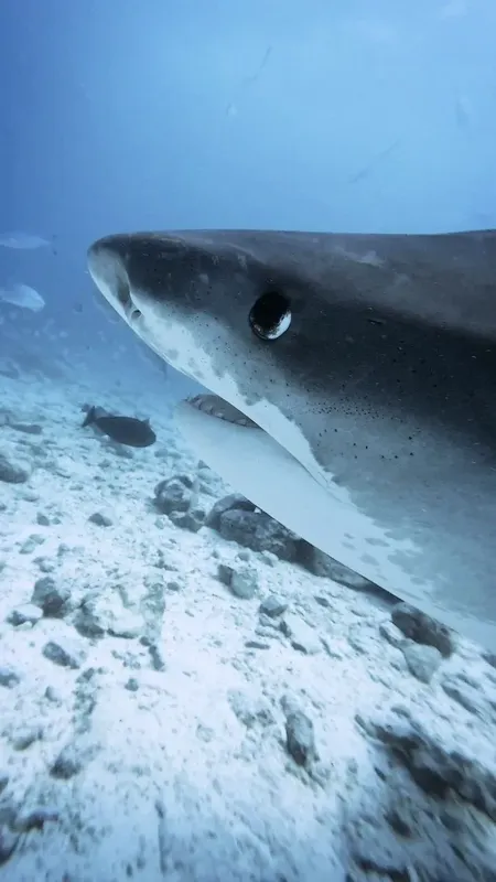 Requin de récif à pointe blanche nageant au-dessus d'un fond sableux