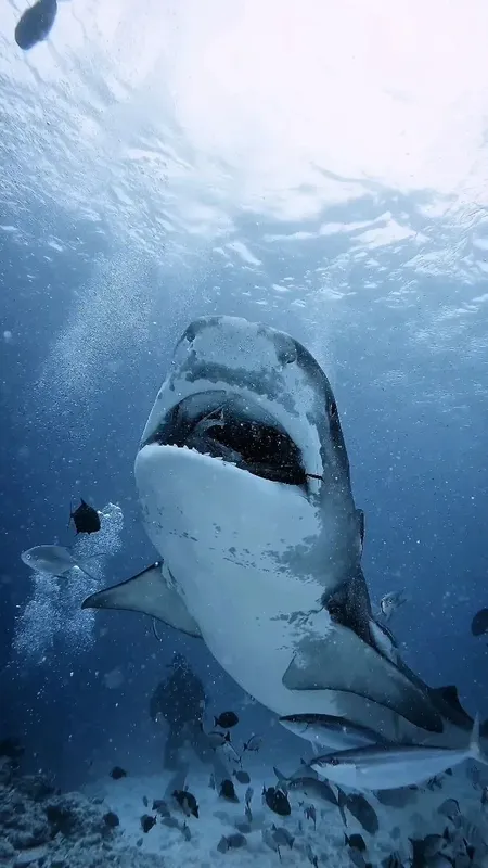 Grand requin blanc nageant vers le haut dans l'eau bleue