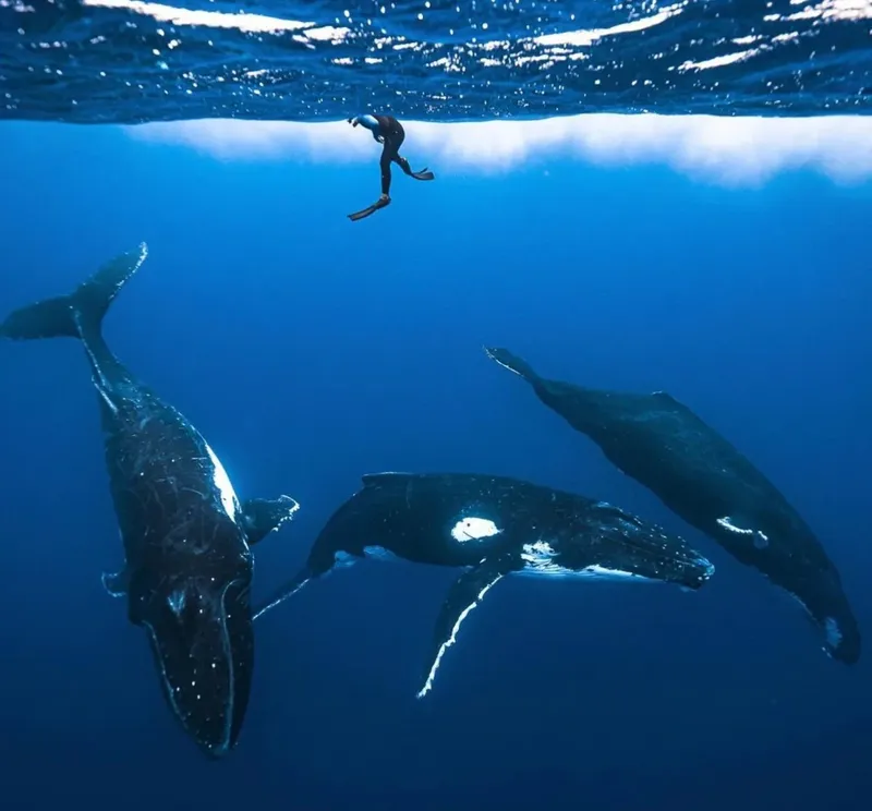 Plongeur observant trois baleines à bosse dans l'océan bleu