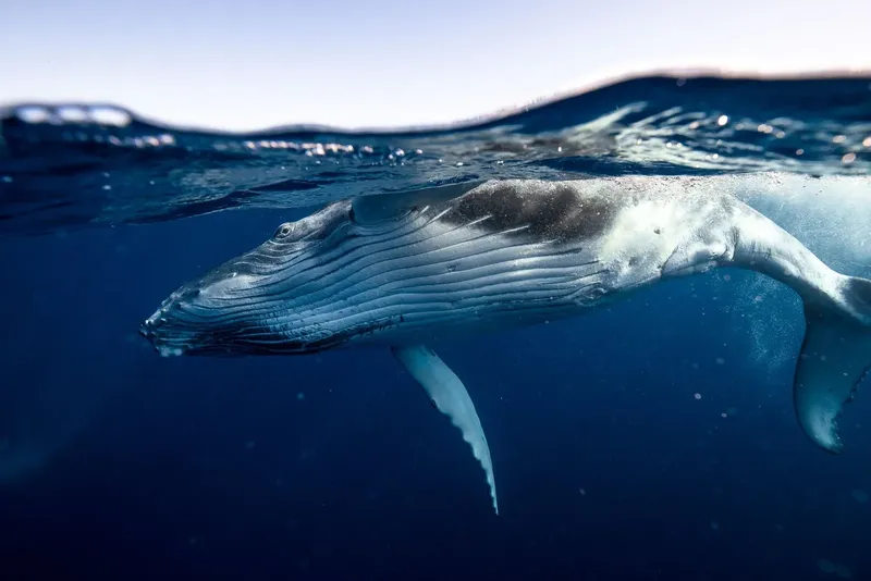 Baleine à bosse nageant près de la surface dans l'eau bleue