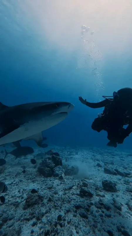 Plongeur face à un requin dans les profondeurs bleues de l'océan