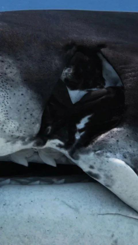 Une personne plongeant à proximité d'un requin baleine tacheté