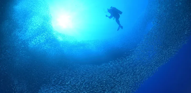 Plongeur au milieu d'un banc de poissons sous l'eau