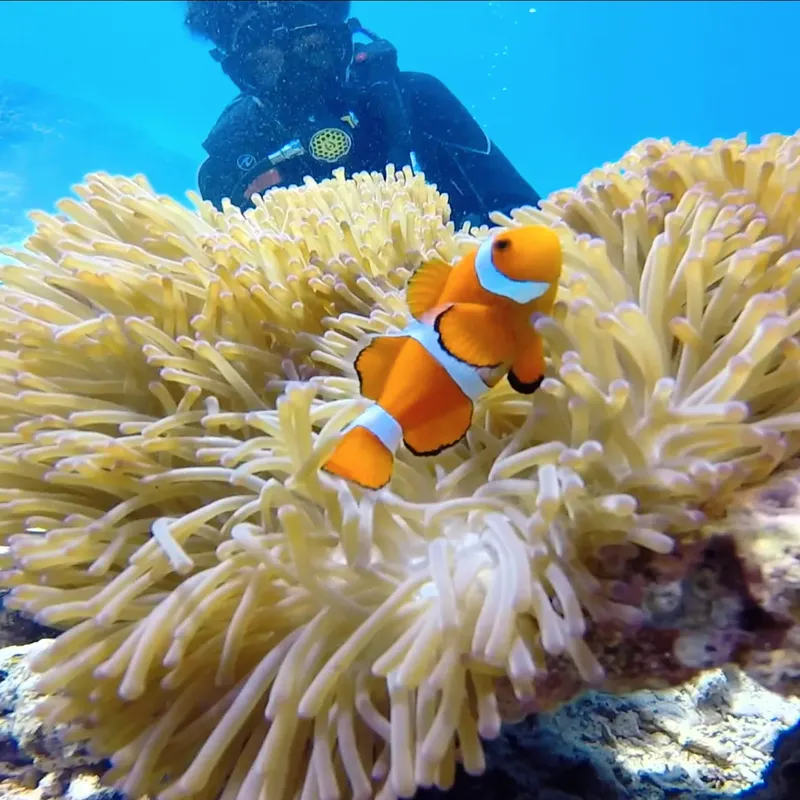 Poisson clown se cache dans une anémone de mer colorée