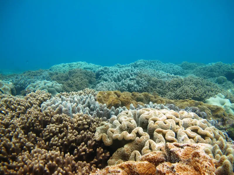 Coraux multicolores et formations rocheuses sous-marines dans l'eau turquoise
