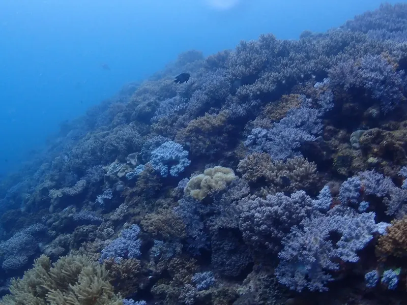 Recif corallien sous-marin avec quelques poissons et lumière bleutée