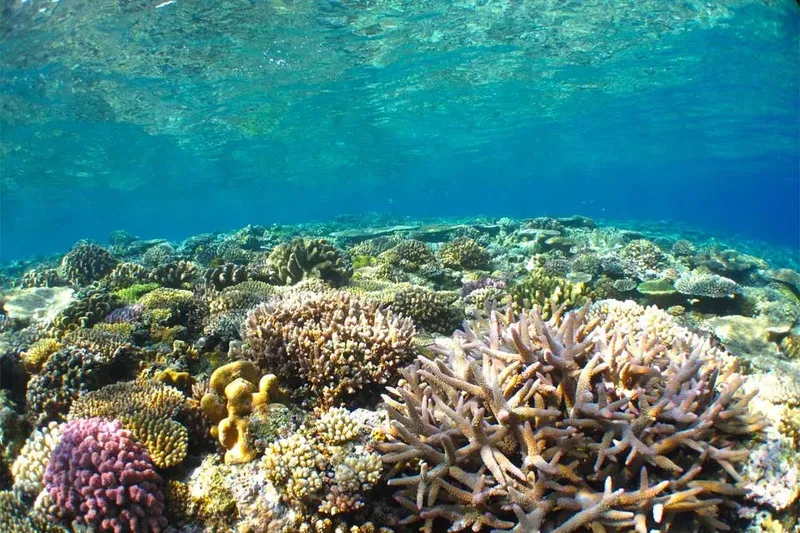 Recif corallien coloré et luxuriant sous la surface de l'eau