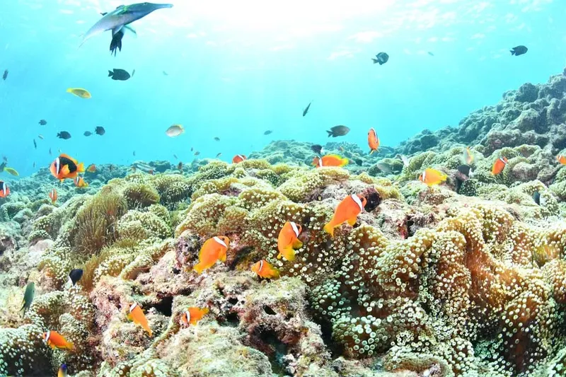 Recif corallien coloré avec poissons tropicaux et raie manta au loin