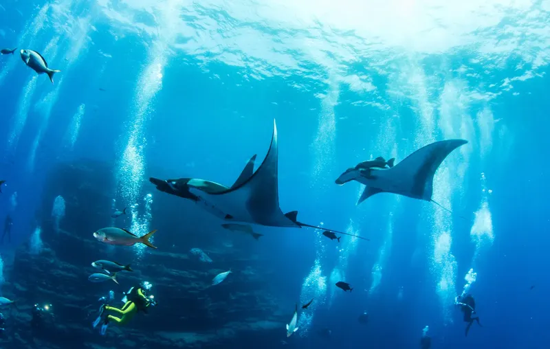 Raies manta et poissons tropicaux nagent autour de plongeurs en mer
