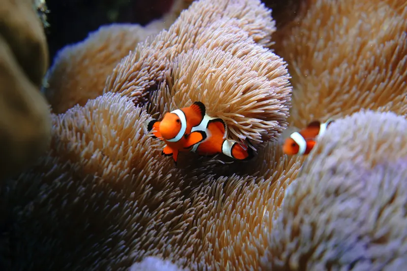 Poissons clowns orange et blancs se cachent dans une anémone de mer