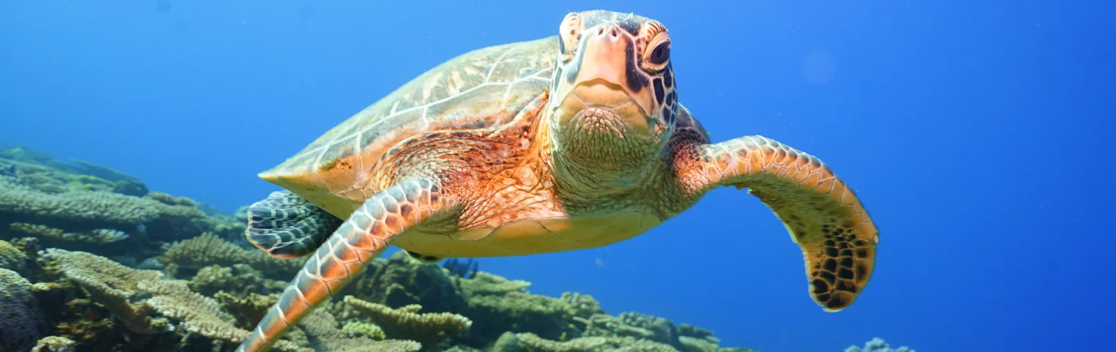 Tortue marine nageant paisiblement dans un récif corallien bleu