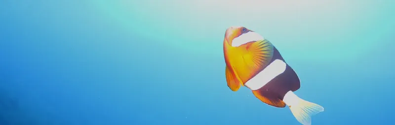 Poisson clown nageant dans l'eau bleue, lumière naturelle, récif corallien