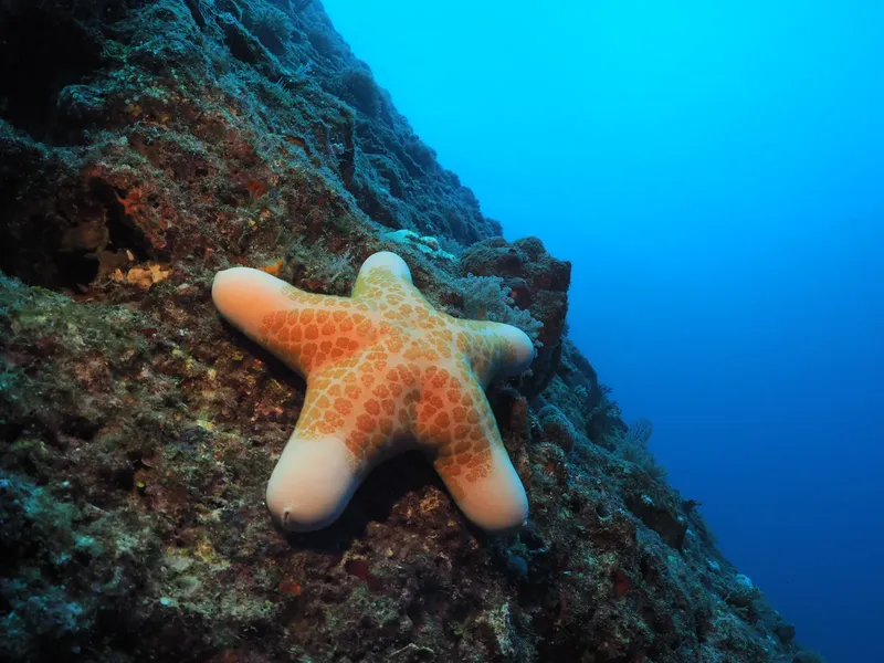 Etoile de mer orange et blanche sur un fond rocheux sous-marin