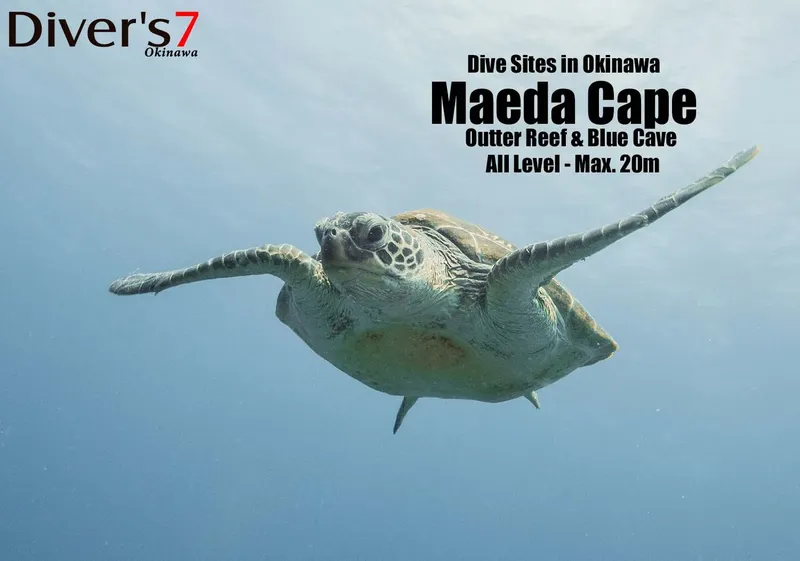 Tortue marine nageant en pleine eau, site de plongée Maeda Cape Okinawa
