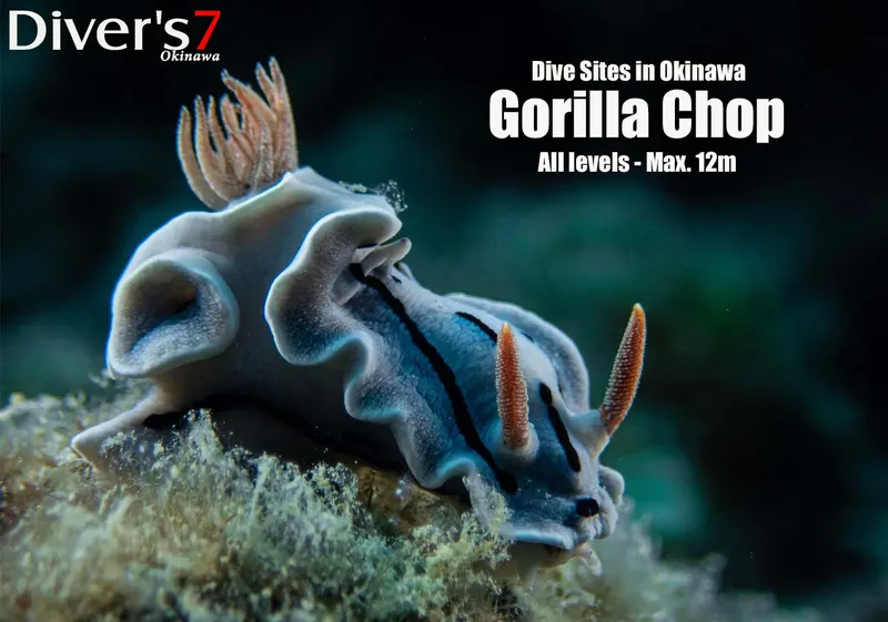 Nudibranche bleue et blanche avec branchies orange sur fond marin