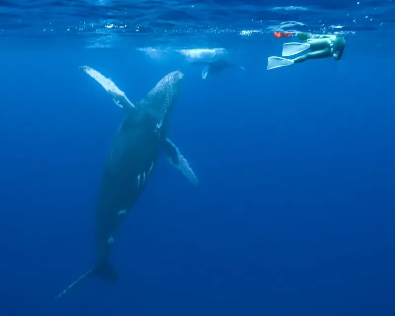 Deux baleines à bosse nagent avec un plongeur en apnée