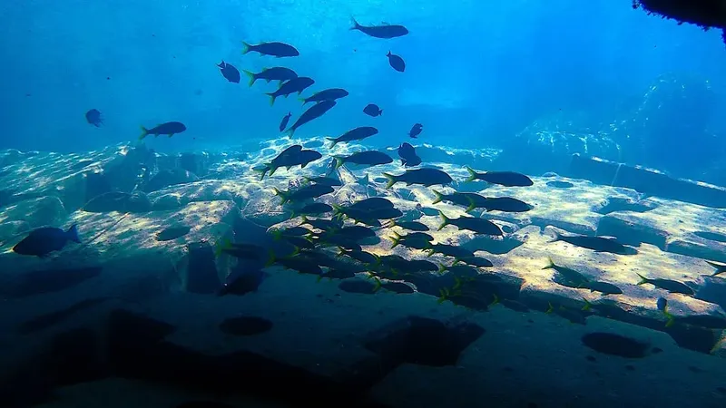 Banc de poissons tropicaux nageant au-dessus d'un fond marin rocheux