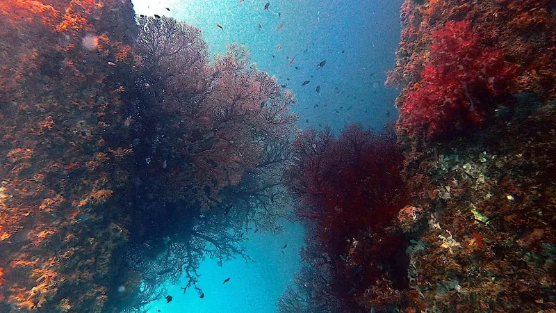 Coraux gorgones colorés et poissons dans une eau bleue claire