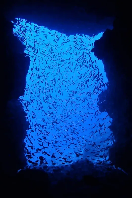 Un banc de poissons bleus forme une silhouette dans l'eau sombre