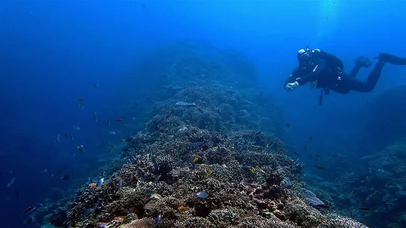 Plongeur explorant un récif corallien bleu et poissonneux