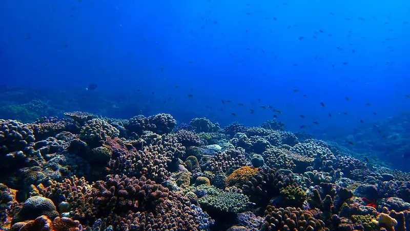 Recif corallien luxuriant avec de nombreux petits poissons bleus