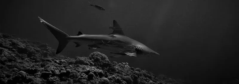 Requin de récif à pointe noire nageant au-dessus d'un récif corallien