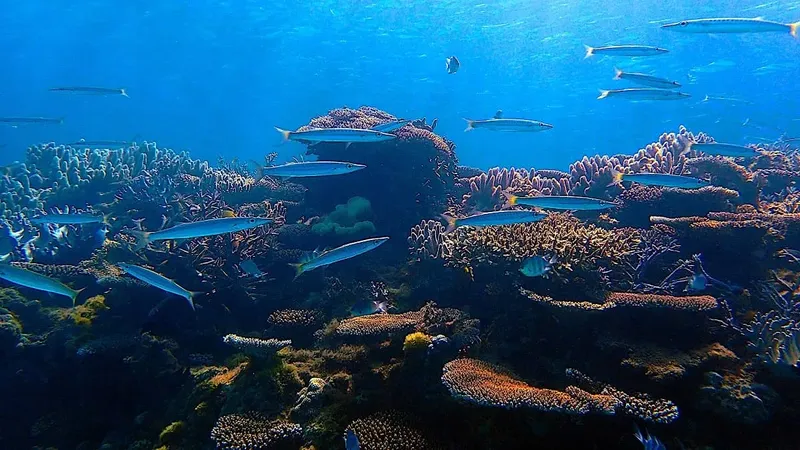 Banc de poissons argentés nageant au milieu d'un récif corallien coloré