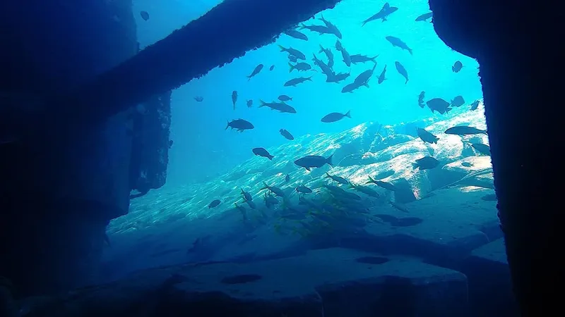 Banc de poissons évoluant dans l'épave d'un navire sous-marin