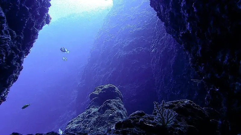 Vue sous-marine d'une faille rocheuse avec des poissons tropicaux