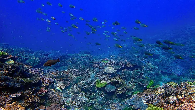 Recif corallien luxuriant avec un banc de poissons tropicaux colorés