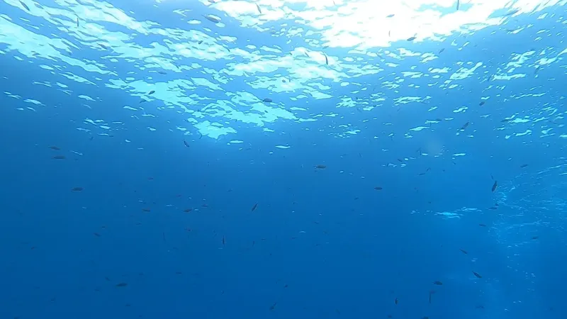 Vue sous-marine avec de nombreux petits poissons dans l'eau bleue