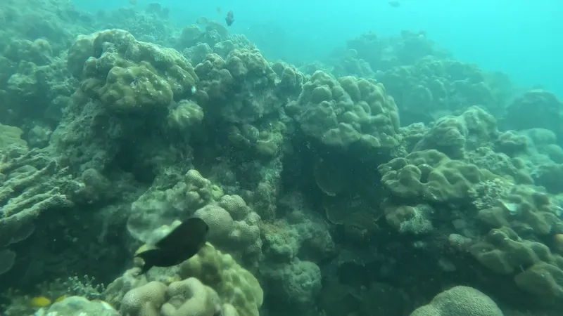 Coraux et poissons tropicaux dans une eau turquoise claire