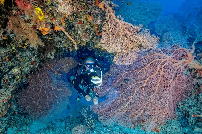 Plongeur explorant un récif corallien coloré avec des gorgones