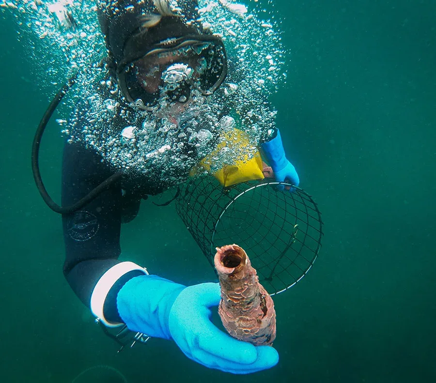 Plongeur tenant une vive, un animal marin, dans une cage sous-marine