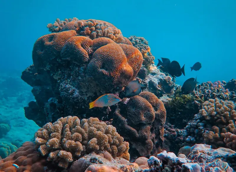 Coraux colorés et poissons tropicaux dans un récif sous-marin