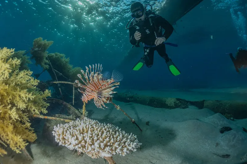 Plongeur observant un poisson-lion au milieu de coraux colorés