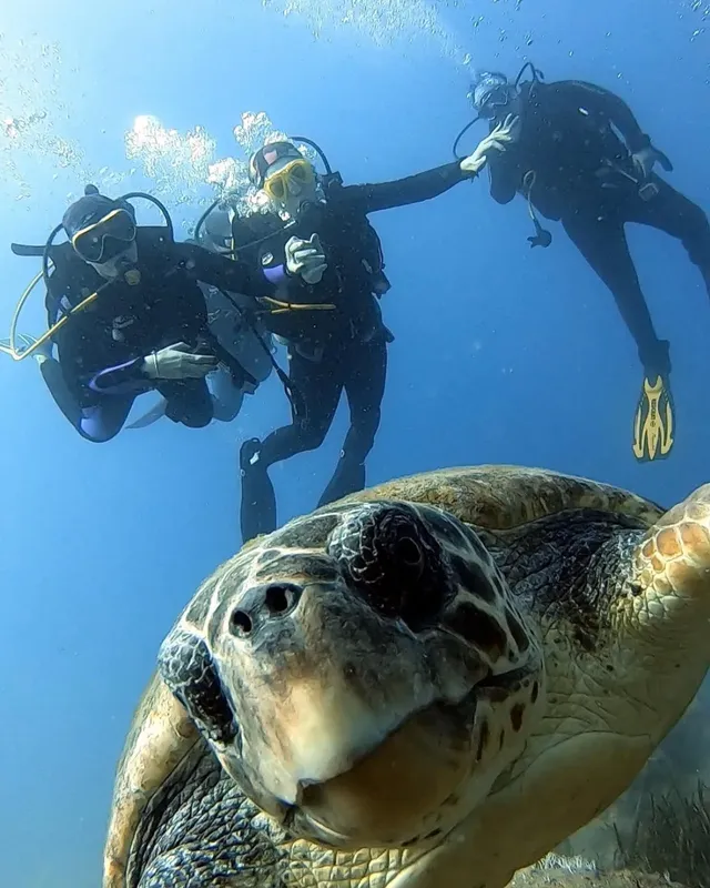 Plongeurs et tortue marine nagent ensemble dans une eau claire