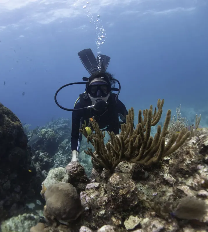 Plongeuse explorant un récif corallien avec des poissons tropicaux