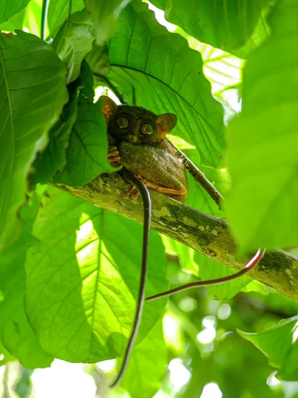 Petit primate tarsier perché sur une branche dans la végétation luxuriante