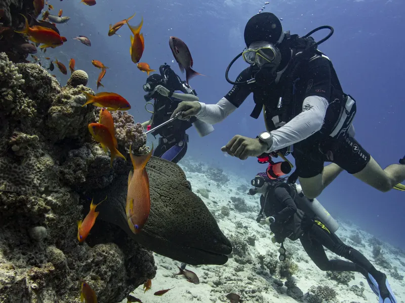 Deux plongeurs interagissent avec un mérou et des poissons colorés