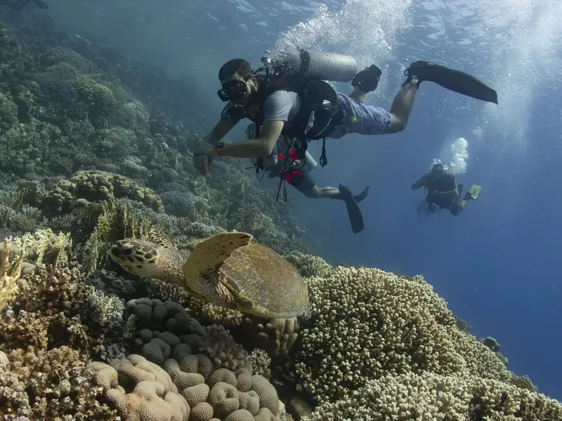 Plongeurs explorent un récif corallien avec une tortue de mer
