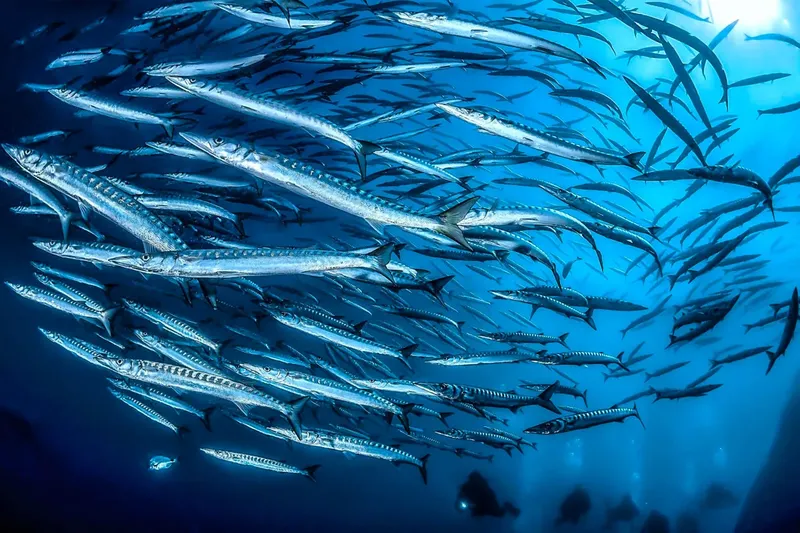 Banc de poissons-aiguilles argentés nageant en formation sous-marine lumineuse